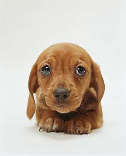 dachshund-518_684991n